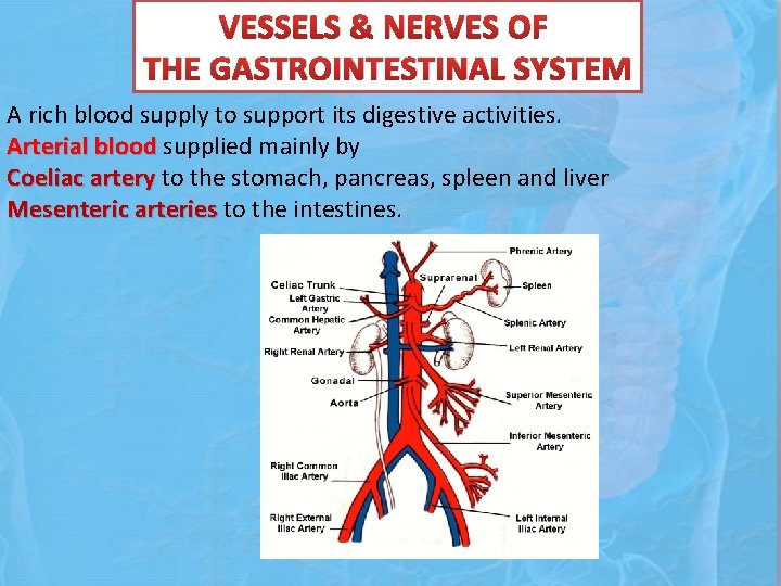 VESSELS & NERVES OF THE GASTROINTESTINAL SYSTEM A rich blood supply to support its