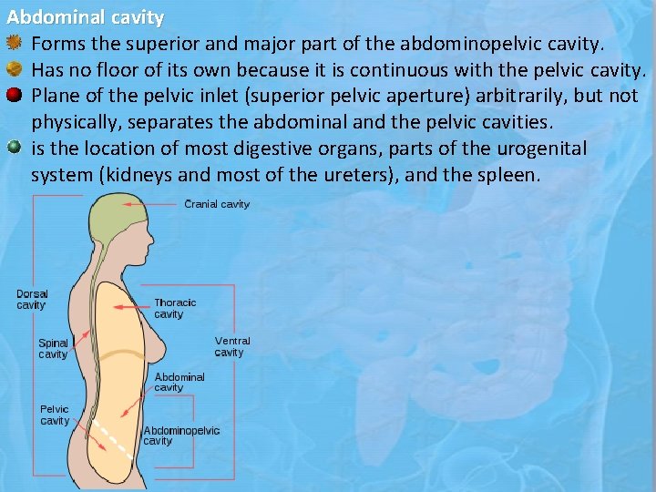 Abdominal cavity Forms the superior and major part of the abdominopelvic cavity. Has no