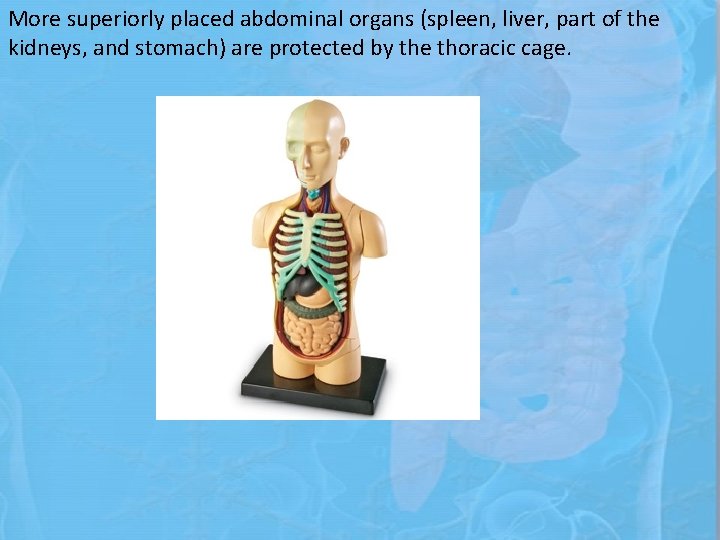 More superiorly placed abdominal organs (spleen, liver, part of the kidneys, and stomach) are