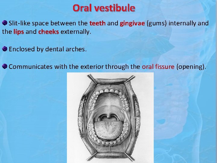 Oral vestibule Slit-like space between the teeth and gingivae (gums) internally and the lips