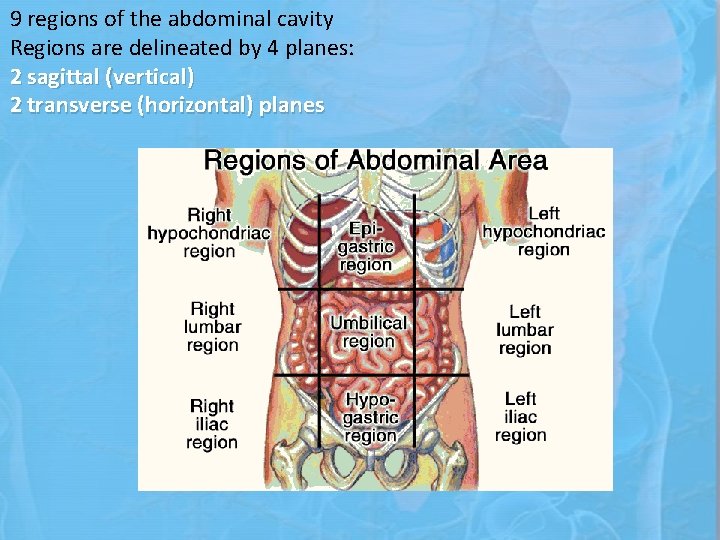 9 regions of the abdominal cavity Regions are delineated by 4 planes: 2 sagittal