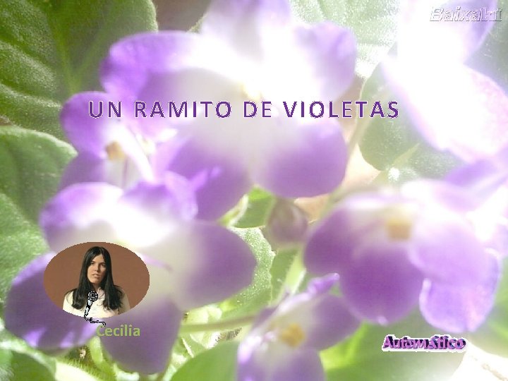 UN RAMITO DE VIOLETAS Cecilia 