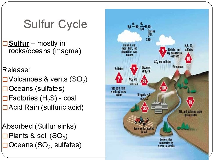 Sulfur Cycle � Sulfur – mostly in rocks/oceans (magma) Release: � Volcanoes & vents