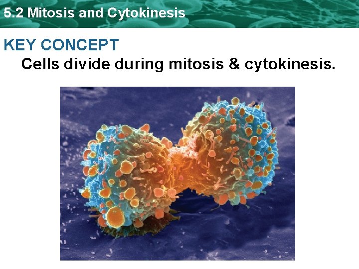 5. 2 Mitosis and Cytokinesis KEY CONCEPT Cells divide during mitosis & cytokinesis. 