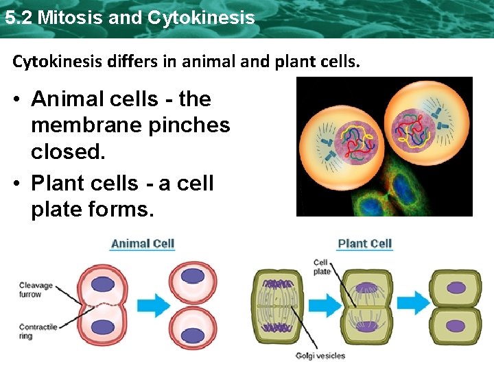 5. 2 Mitosis and Cytokinesis differs in animal and plant cells. • Animal cells