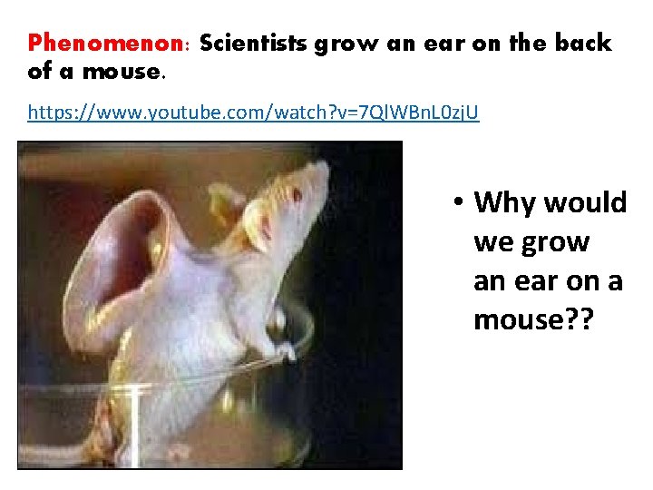 Phenomenon: Scientists grow an ear on the back of a mouse. https: //www. youtube.