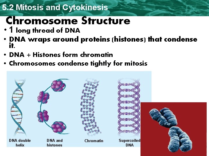 5. 2 Mitosis and Cytokinesis Chromosome Structure • 1 long thread of DNA •