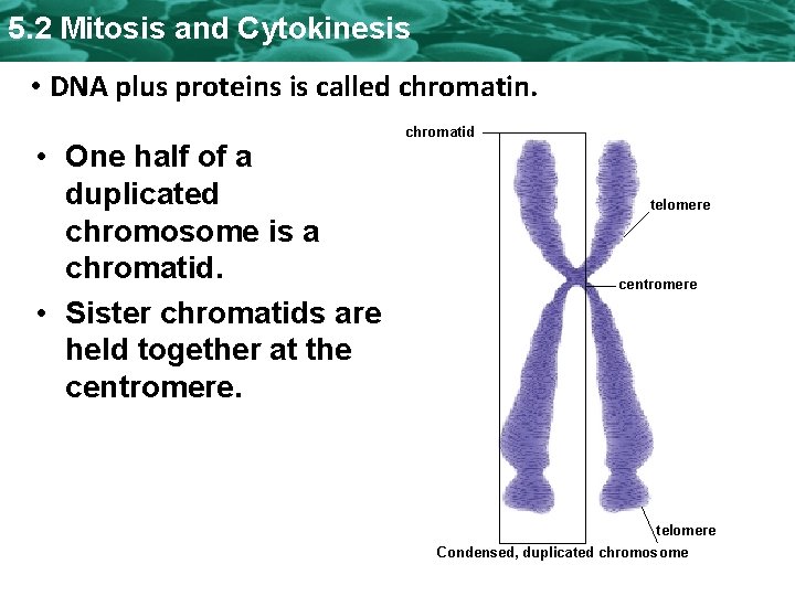 5. 2 Mitosis and Cytokinesis • DNA plus proteins is called chromatin. • One