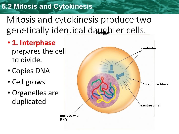 5. 2 Mitosis and Cytokinesis Mitosis and cytokinesis produce two genetically identical daughter cells.