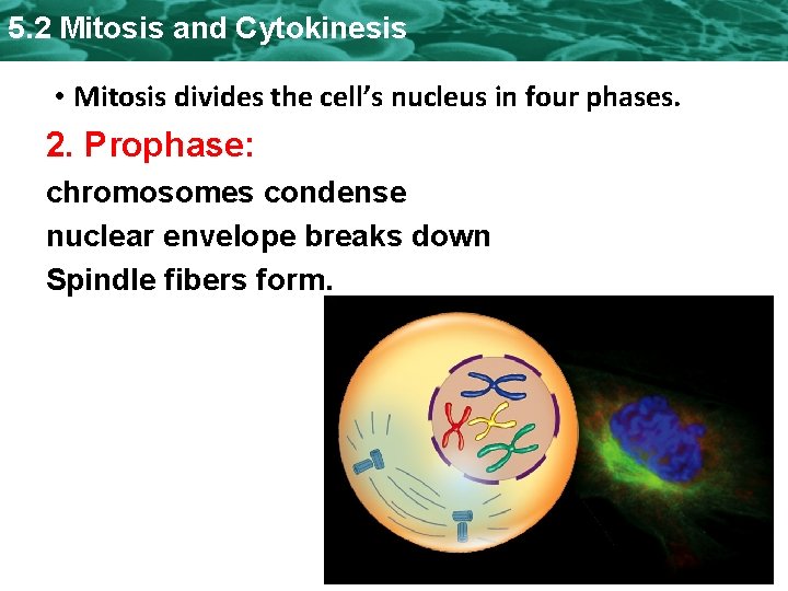 5. 2 Mitosis and Cytokinesis • Mitosis divides the cell’s nucleus in four phases.