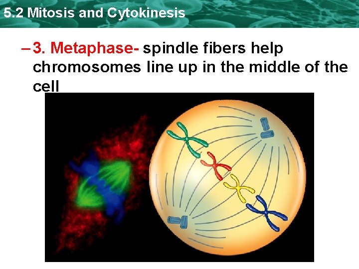 5. 2 Mitosis and Cytokinesis – 3. Metaphase- spindle fibers help chromosomes line up