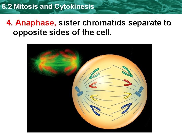 5. 2 Mitosis and Cytokinesis 4. Anaphase, sister chromatids separate to opposite sides of