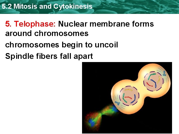 5. 2 Mitosis and Cytokinesis 5. Telophase: Nuclear membrane forms around chromosomes begin to