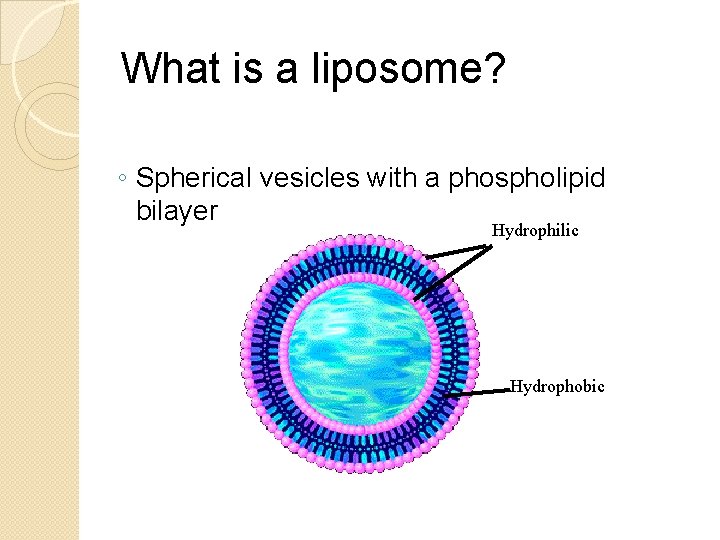 What is a liposome? ◦ Spherical vesicles with a phospholipid bilayer Hydrophilic Hydrophobic 
