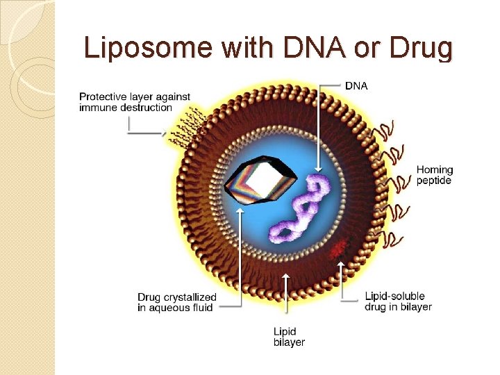 Liposome with DNA or Drug 