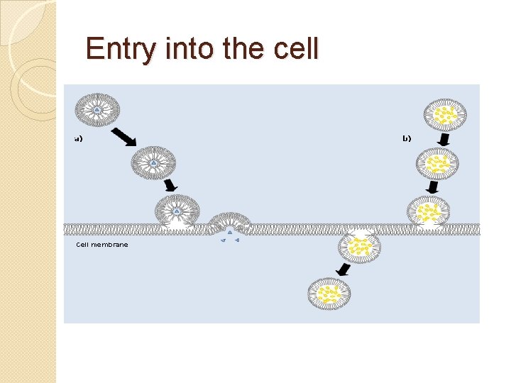 Entry into the cell 