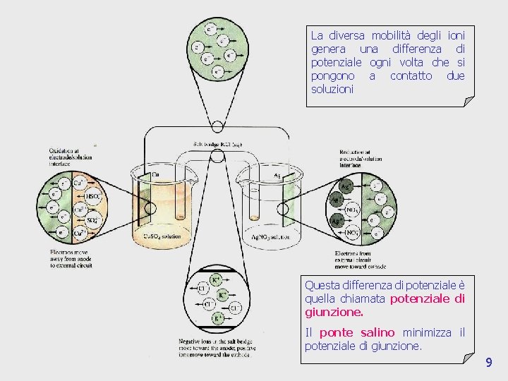 La diversa mobilità degli ioni genera una differenza di potenziale ogni volta che si