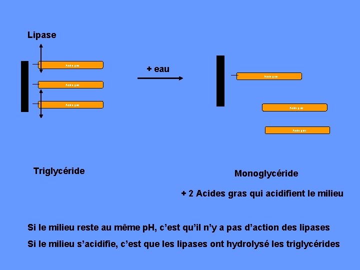 Lipase Acide gras + eau Acide gras Acide gras Triglycéride Monoglycéride + 2 Acides