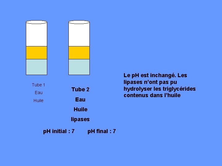 Tube 1 Eau Tube 2 Eau Huile lipases p. H initial : 7 p.