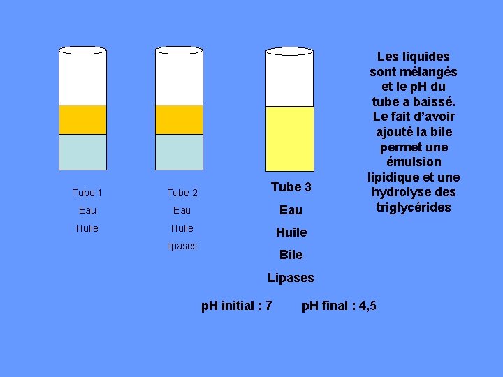 Tube 1 Tube 2 Tube 3 Eau Eau Huile lipases Les liquides sont mélangés