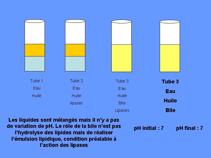 Tube 1 Tube 2 Tube 3 Eau Eau Huile lipases Bile Huile Lipases Bile