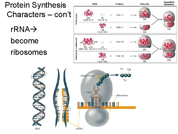 Protein Synthesis Characters – con’t r. RNA become ribosomes 