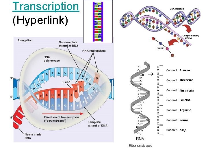 Transcription (Hyperlink) 