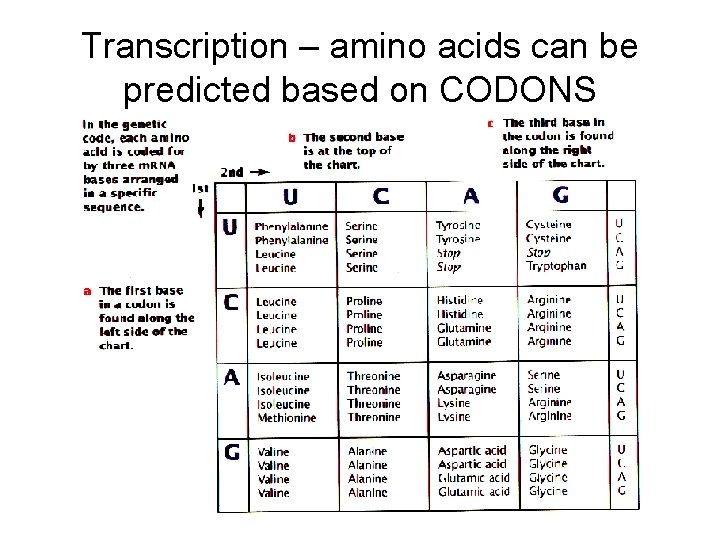 Transcription – amino acids can be predicted based on CODONS 