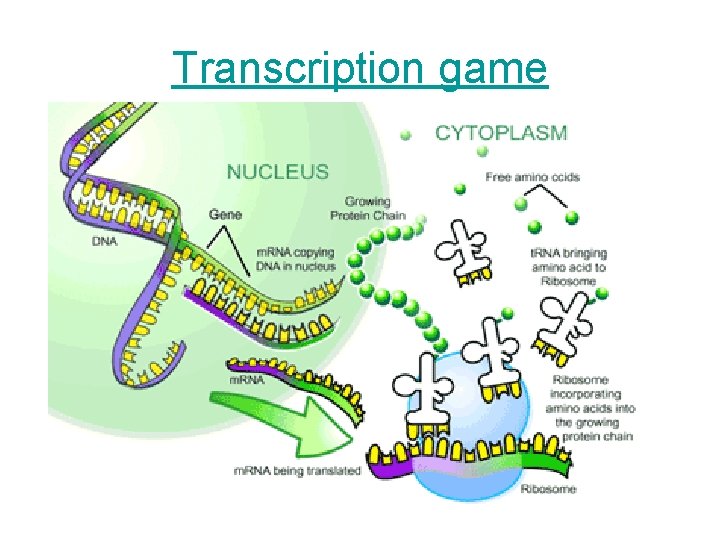 Transcription game 