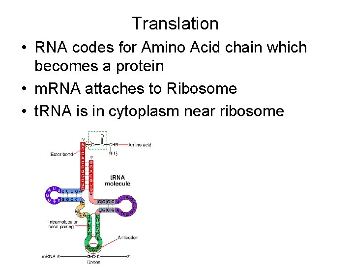 Translation • RNA codes for Amino Acid chain which becomes a protein • m.