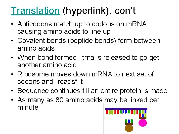 Translation (hyperlink), con’t • Anticodons match up to codons on m. RNA causing amino