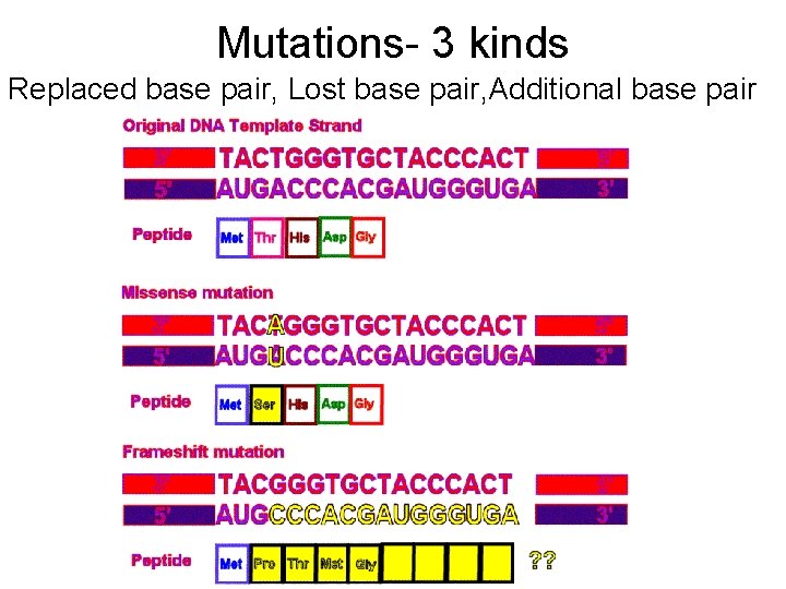 Mutations- 3 kinds Replaced base pair, Lost base pair, Additional base pair 