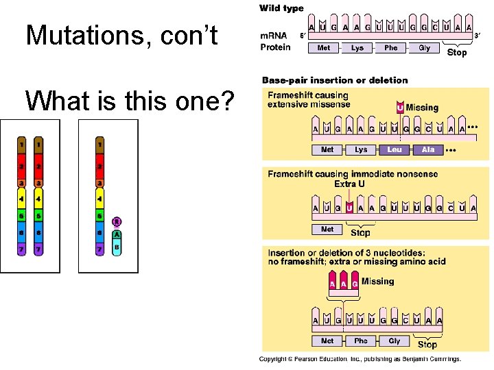 Mutations, con’t What is this one? 