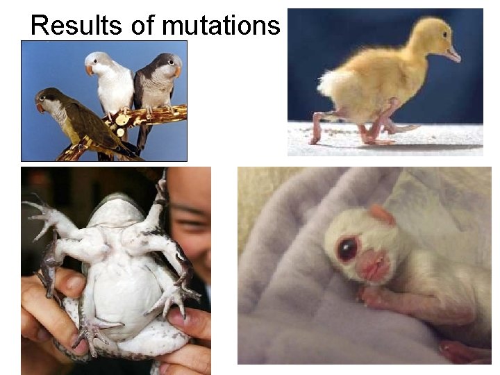 Results of mutations 