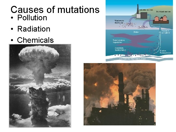 Causes of mutations • Pollution • Radiation • Chemicals 