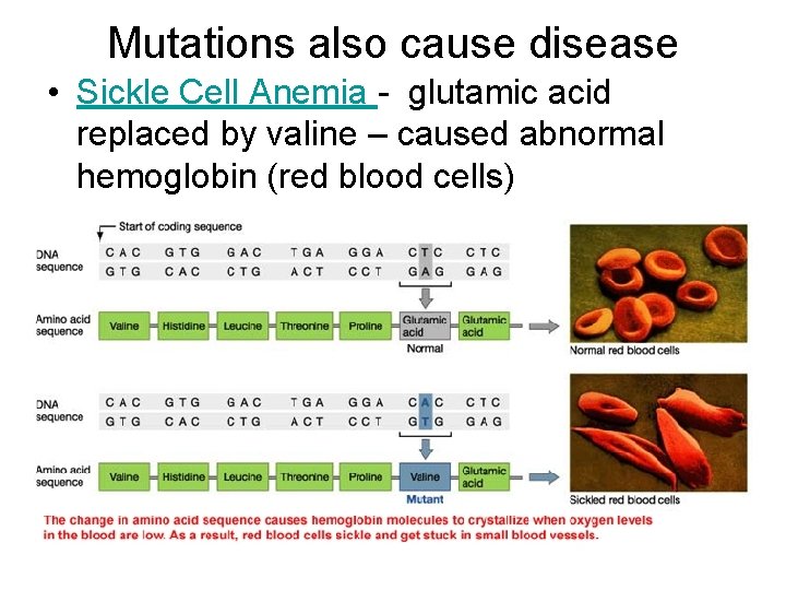 Mutations also cause disease • Sickle Cell Anemia - glutamic acid replaced by valine