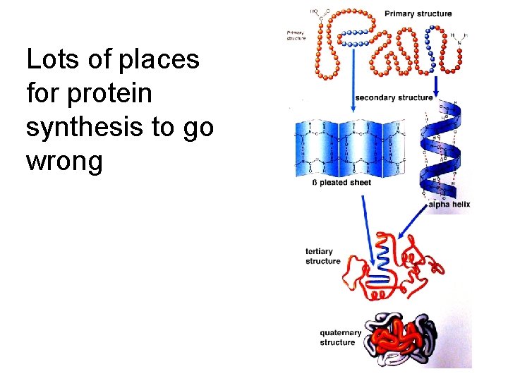 Lots of places for protein synthesis to go wrong 