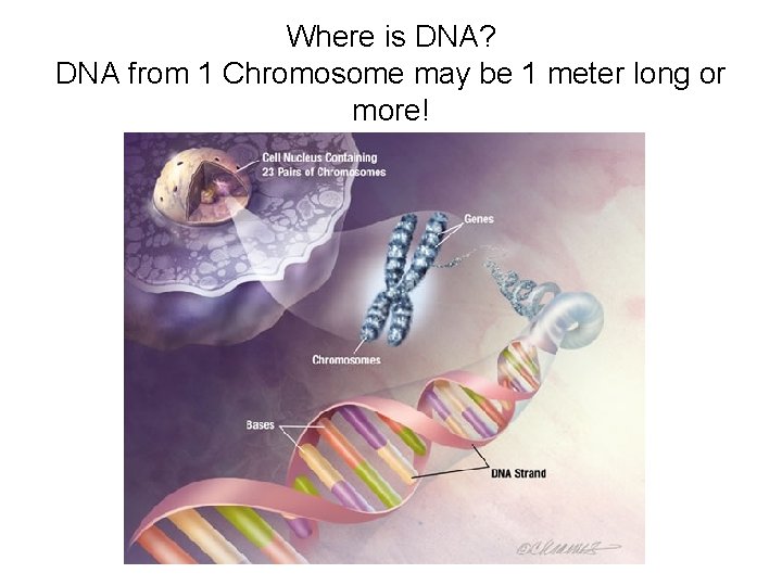 Where is DNA? DNA from 1 Chromosome may be 1 meter long or more!