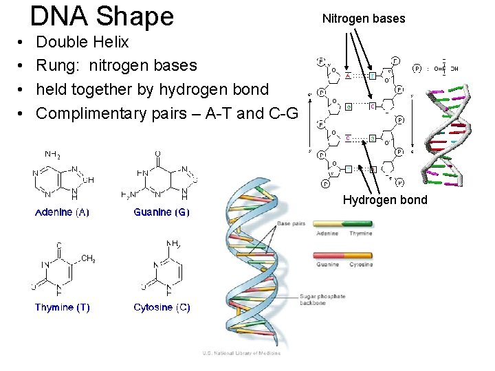 DNA Shape • • Nitrogen bases Double Helix Rung: nitrogen bases held together by