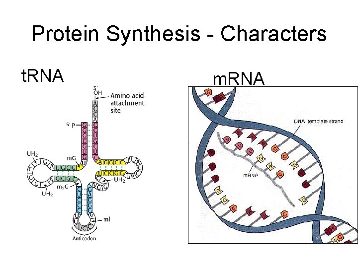 Protein Synthesis - Characters t. RNA m. RNA 