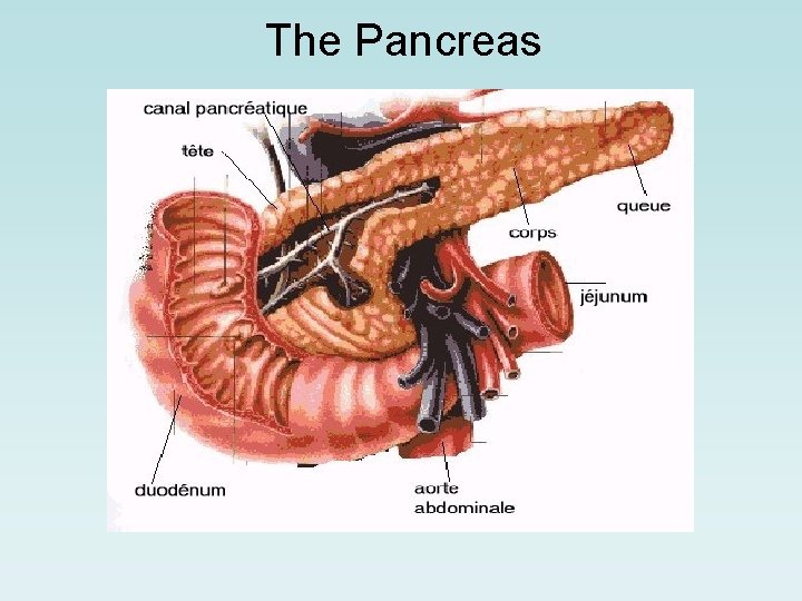 The Pancreas 