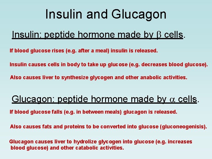 Insulin and Glucagon Insulin: peptide hormone made by cells. If blood glucose rises (e.