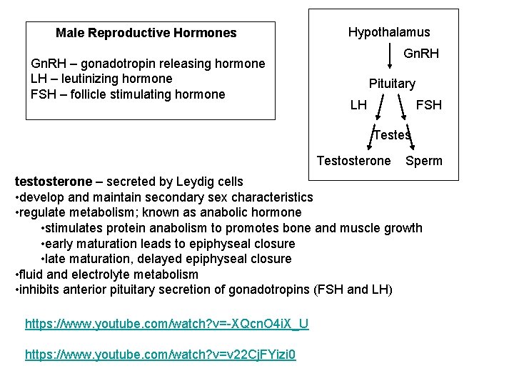 Male Reproductive Hormones Gn. RH – gonadotropin releasing hormone LH – leutinizing hormone FSH