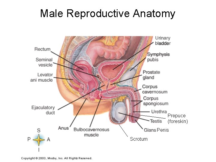 Male Reproductive Anatomy Prepuce (foreskin) Penis Scrotum 