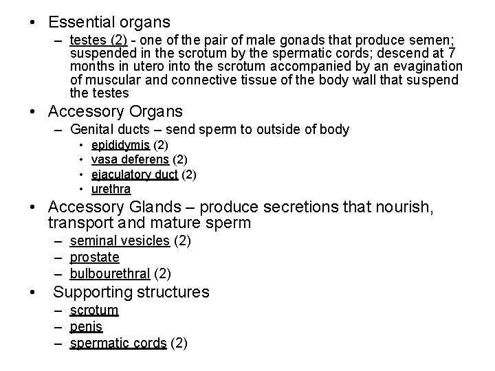 • Essential organs – testes (2) - one of the pair of male
