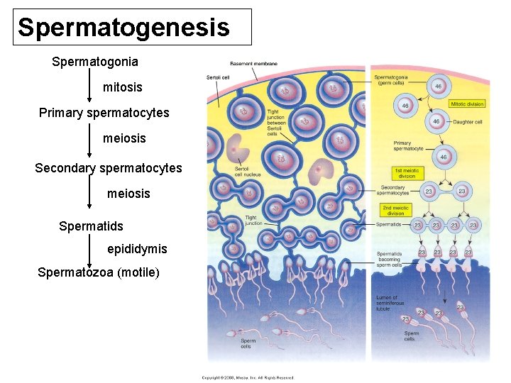 Spermatogenesis Spermatogonia mitosis Primary spermatocytes meiosis Secondary spermatocytes meiosis Spermatids epididymis Spermatozoa (motile) 