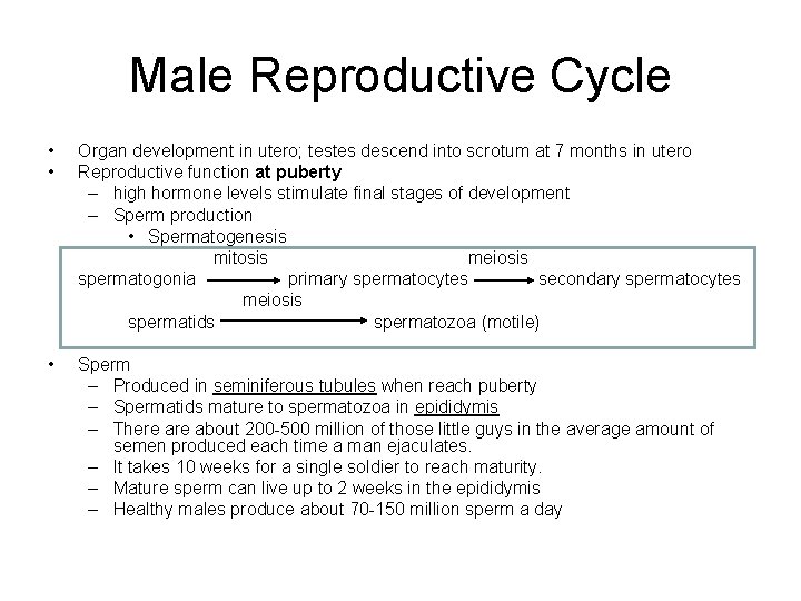 Male Reproductive Cycle • • Organ development in utero; testes descend into scrotum at