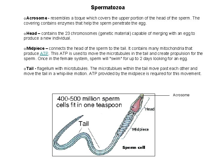 Spermatozoa o. Acrosome - resembles a toque which covers the upper portion of the