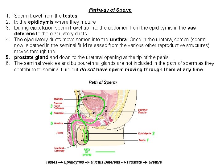 Pathway of Sperm 1. Sperm travel from the testes 2. to the epididymis where