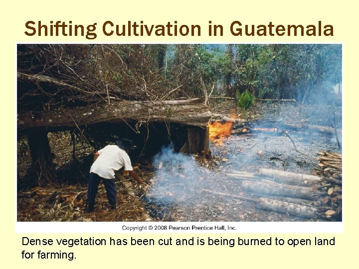 Shifting Cultivation in Guatemala Dense vegetation has been cut and is being burned to
